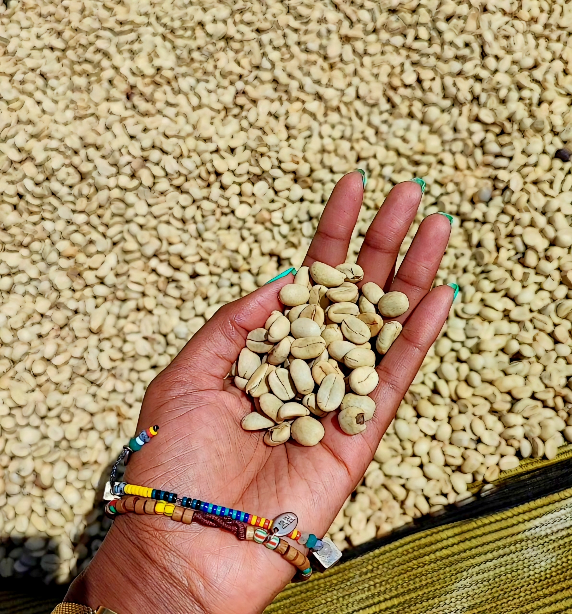 Hand reaching for ripe coffee cherries on the branch